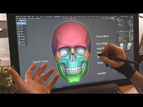 How to Sculpt the Skull for Beginners in Blender – Anatomy, Proportions and The 5 Stages