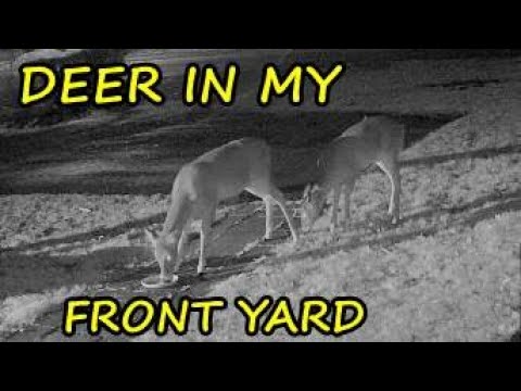 Deer In My Front Yard