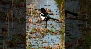 A Magpie Wading In A Flooded Field. #shorts