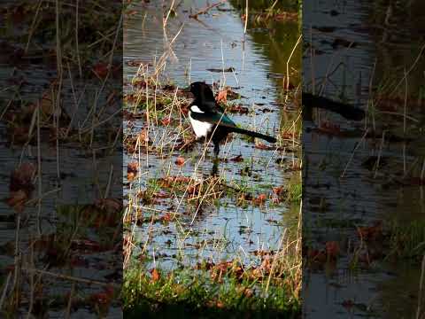 A Magpie Wading In A Flooded Field. #shorts
