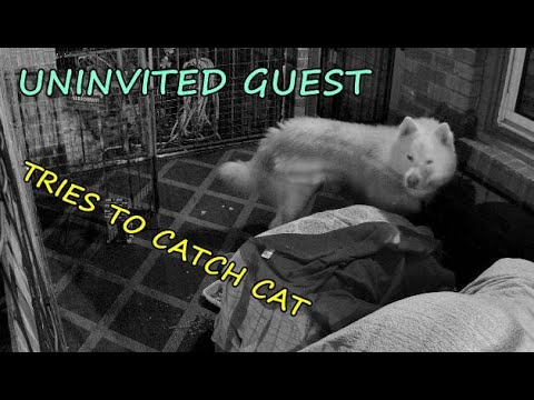 Uninvited Guest   Reolink Security Camera