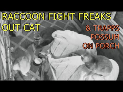 Raccoon Fight Freaks Out Cat & Trapps Possum – No Really