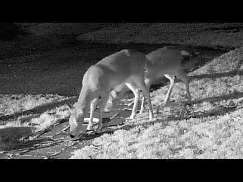 Random Deer In My Front Yard