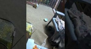 Raccoon Being Destructive Jerks