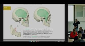Construction of the Human Head: Blockouts, Landmarks, Phenotypes
