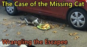 The Case of the Missing Cat