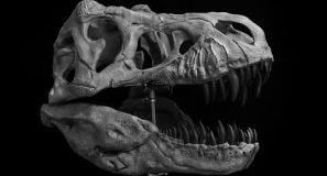 I really wanted a life-sized T. rex skull – Alex Chamberlain