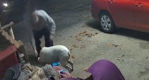 Neighbor’s Dog Hiding From Owner