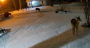 Family of Deer Looking For Stuff To Eat