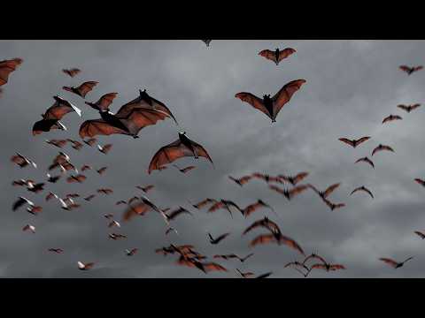 Creating Animated Bats with Geometry Nodes 🦇 (Blender Tutorial)