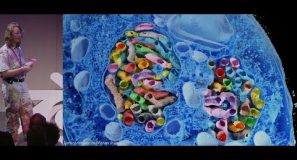Microscopy Nodes: handling large biological volumes — Blender Conference 2025