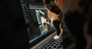 Inception Kitten #blenderrookie #kitten