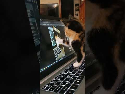 Inception Kitten #blenderrookie #kitten