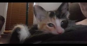 Moose Tracks Seems Content