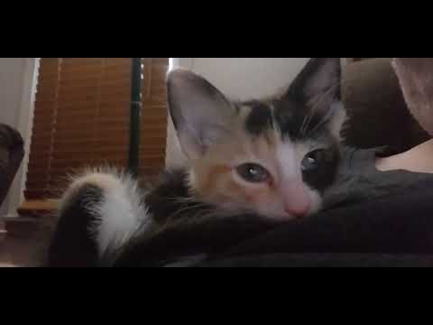 Moose Tracks Seems Content