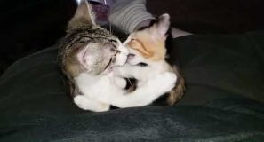 Kittens Biting Each Other’s Faces Off Slow Motion