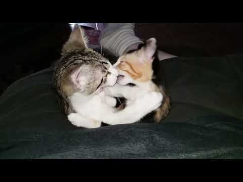 Kittens Biting Each Other’s Faces Off Slow Motion